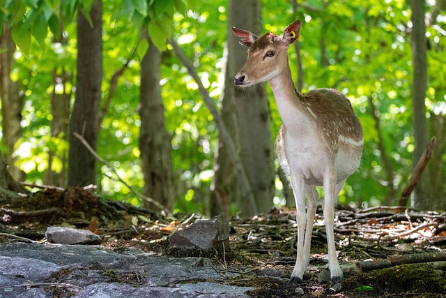 Facial dari Simbiosis Mikroba dan Kulit Rusa Hutan: Revolusi Perawatan Kulit yang Selaras dengan Alam