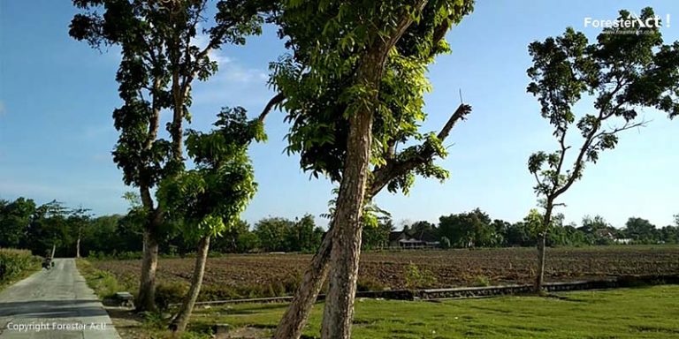 Keajaiban Tersembunyi di Balik Petir: Masker dari Serpihan Kulit Pohon Mahoni dan Potensi Penyembuhan Kulit Alami