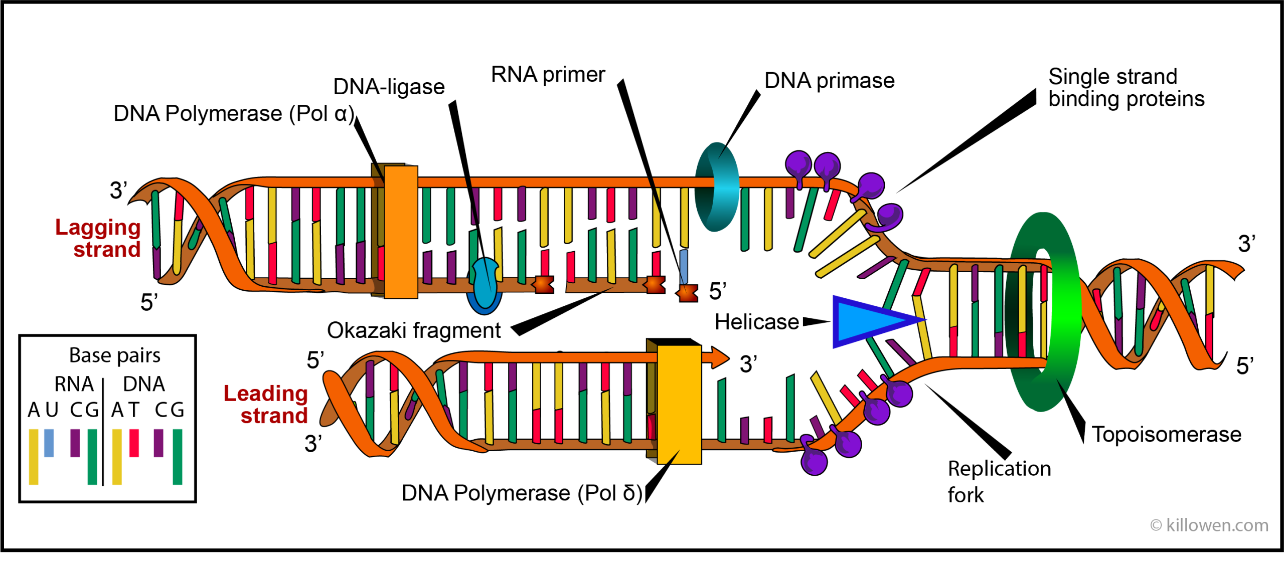 Lipstik Berasal dari Kode Rahasia: Kisah DNA Sintetis, Informasi Tersembunyi, dan Kosmetik Masa Depan