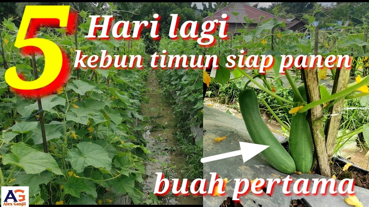 Toner "Tanah Puspa": Revitalisasi Kulit dengan Kekuatan Kelelahan Bumi Setelah Panen Ketujuh